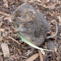 Water Rat